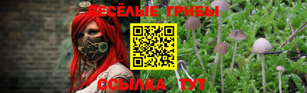 Михайловск  Псилоцибиновые грибы Cubensis  Вход с VPN  Псилоцибиновые грибы ЛСД 